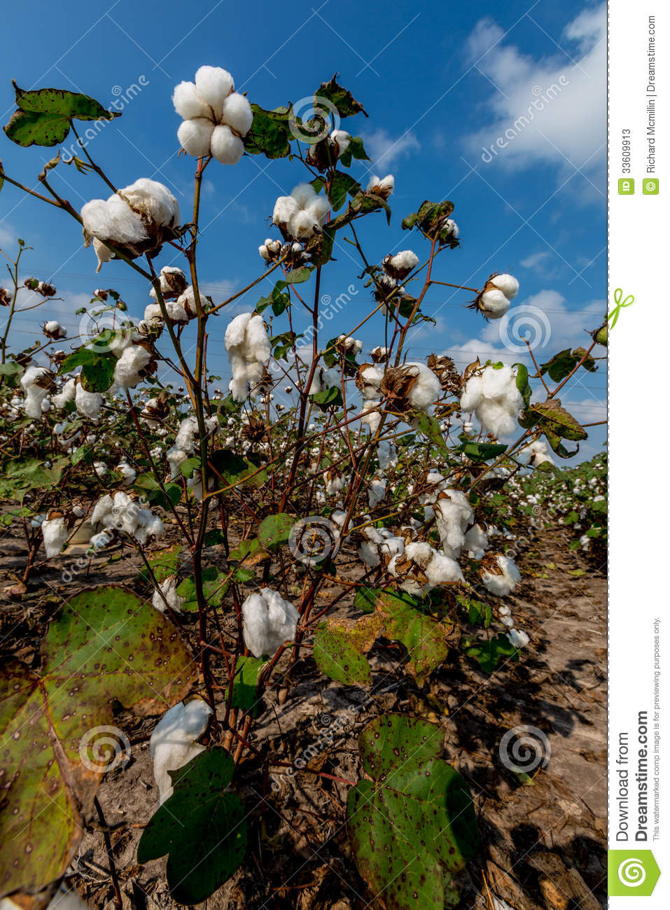 Cotton Growing In A Cotton Field  Cotton Bolls Growing On The Stalk