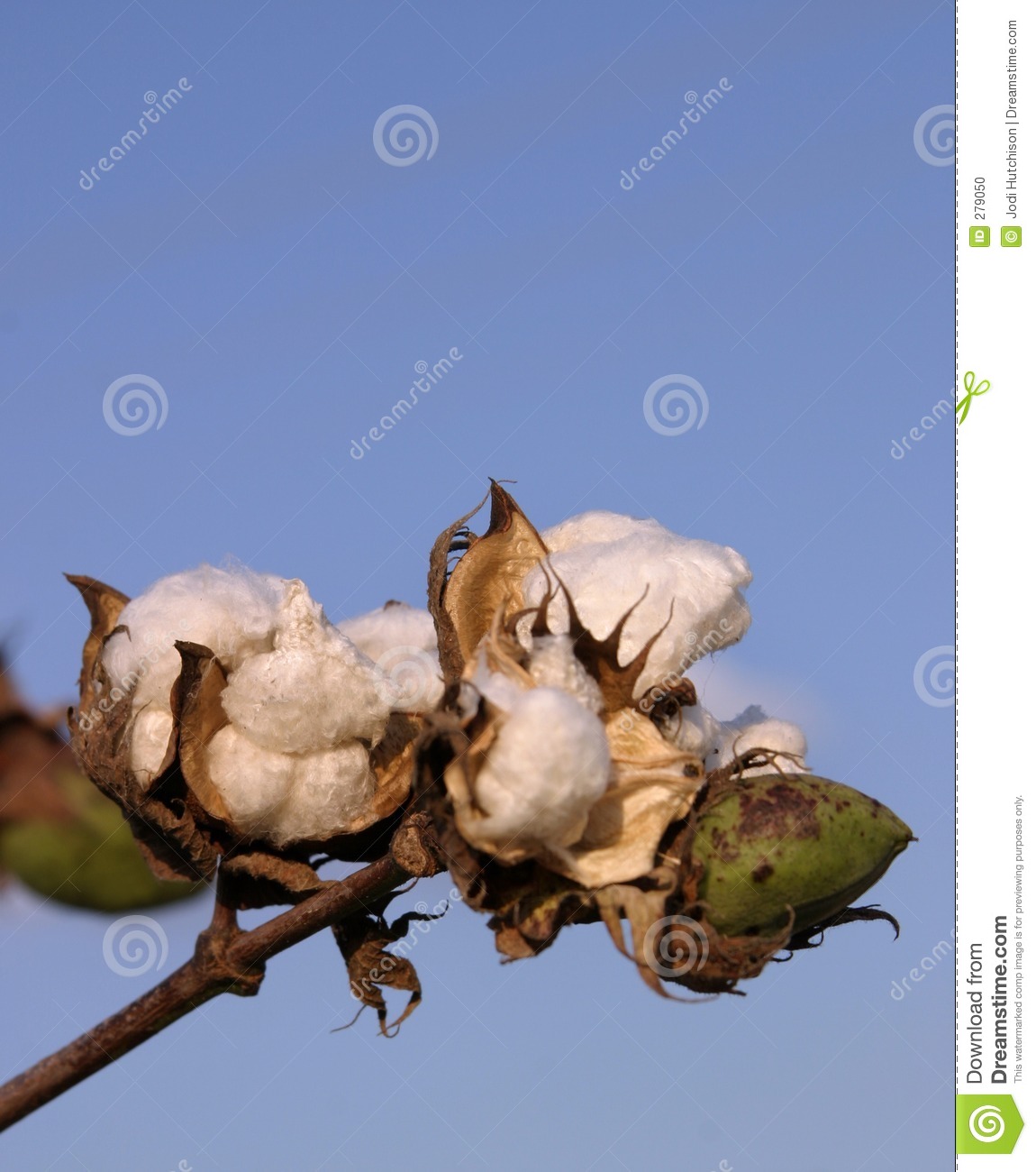 Cotton Stalk With A Cluster Open And Unopen Bolls Creating Cotton