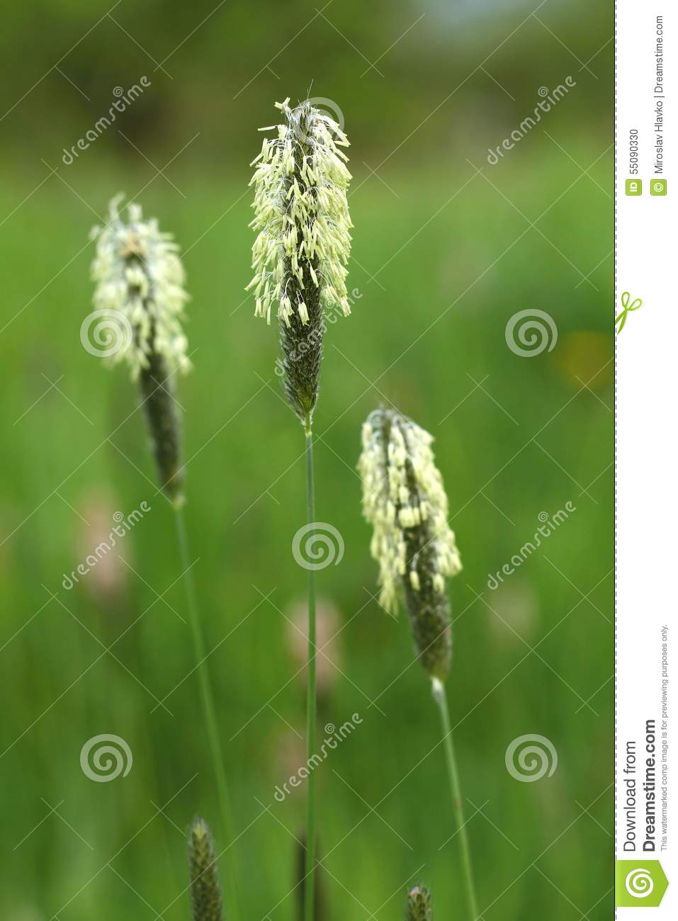 Detail Of Stalk Of Grass Blooming