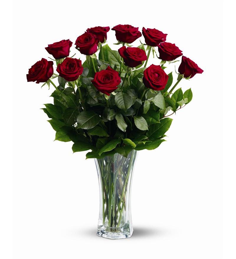 Dozen Premium Red Roses   Tf31 1   74 66 