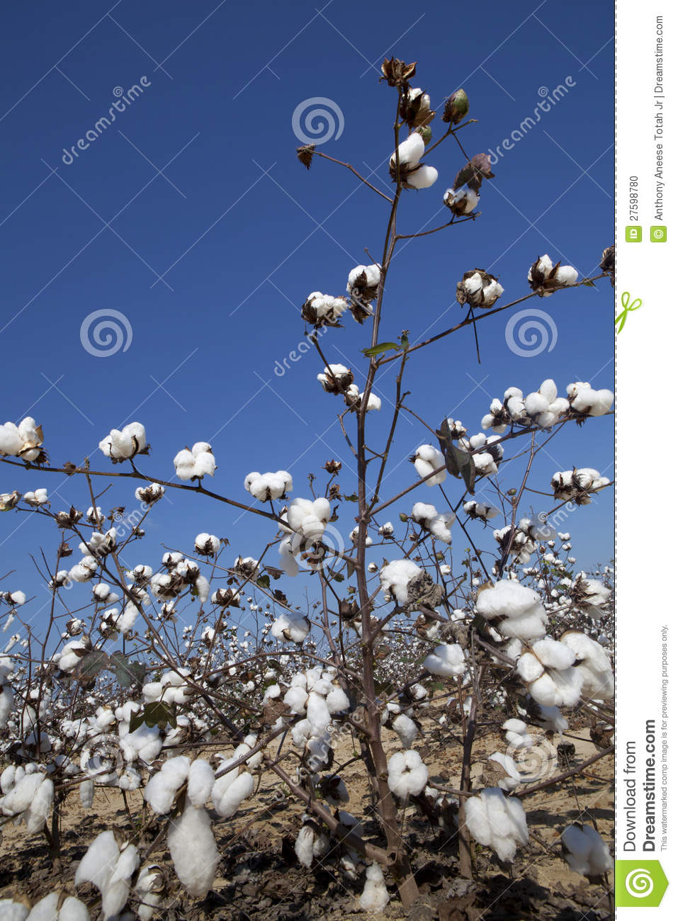 Field Of Cotton Plants Ready For Harvest Photographed At Ground Level