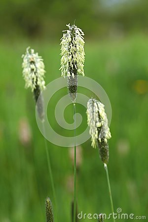 Grass Blooming Stock Photo   Image  55090330