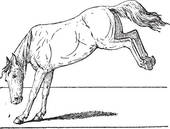 Horse Kick Vintage Engraving    Royalty Free Clip Art