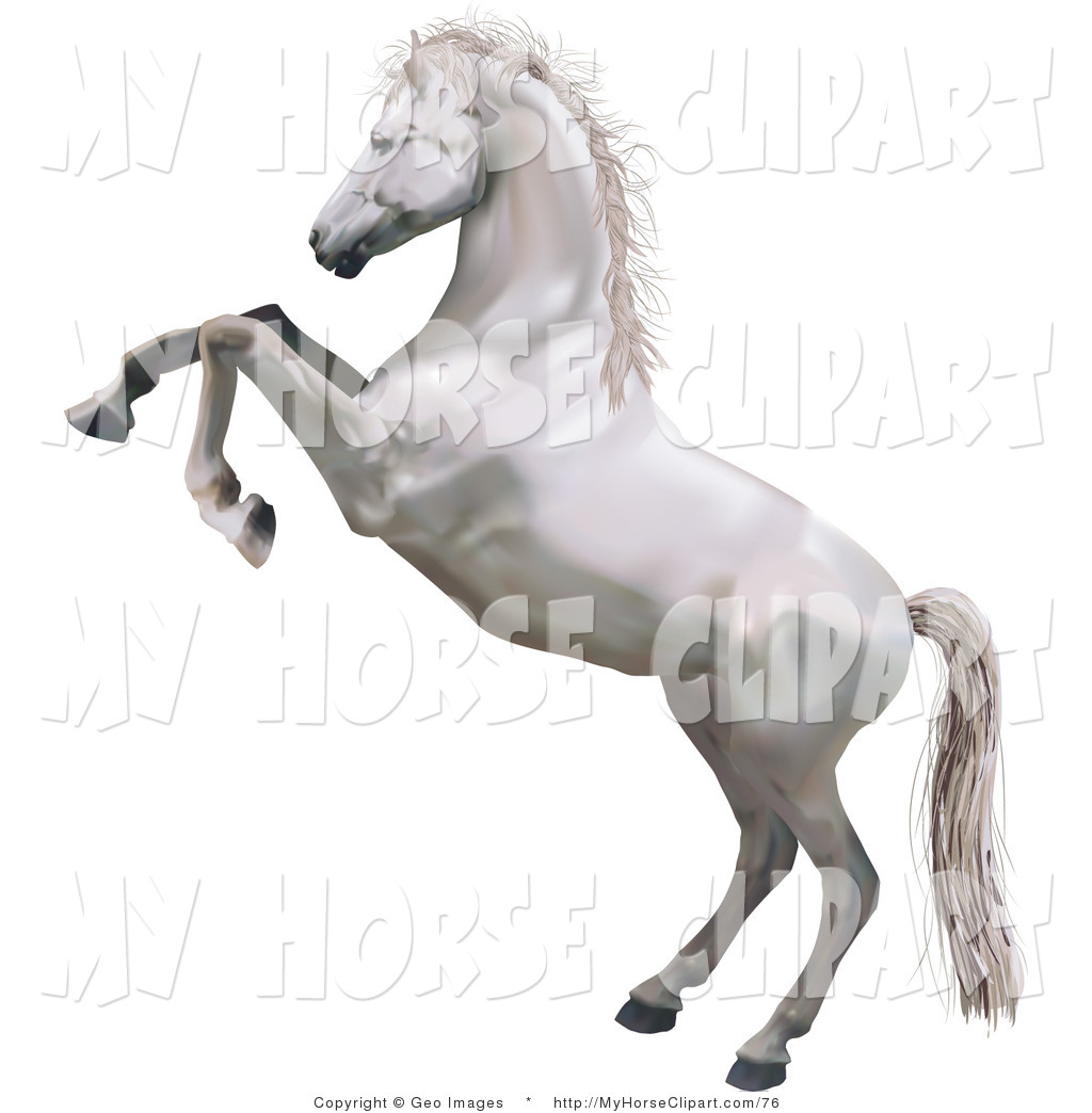 Horse Standing On Its Hind Legs While Rearing Up And Kicking By