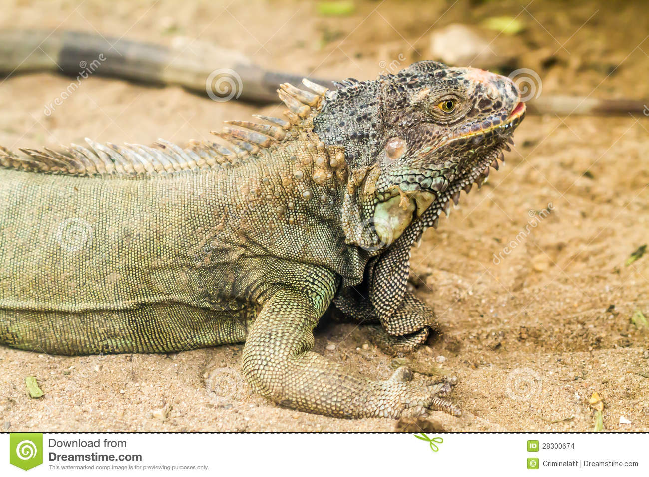 Iguana Lizard Stand Still On Ground Stock Images   Image  28300674