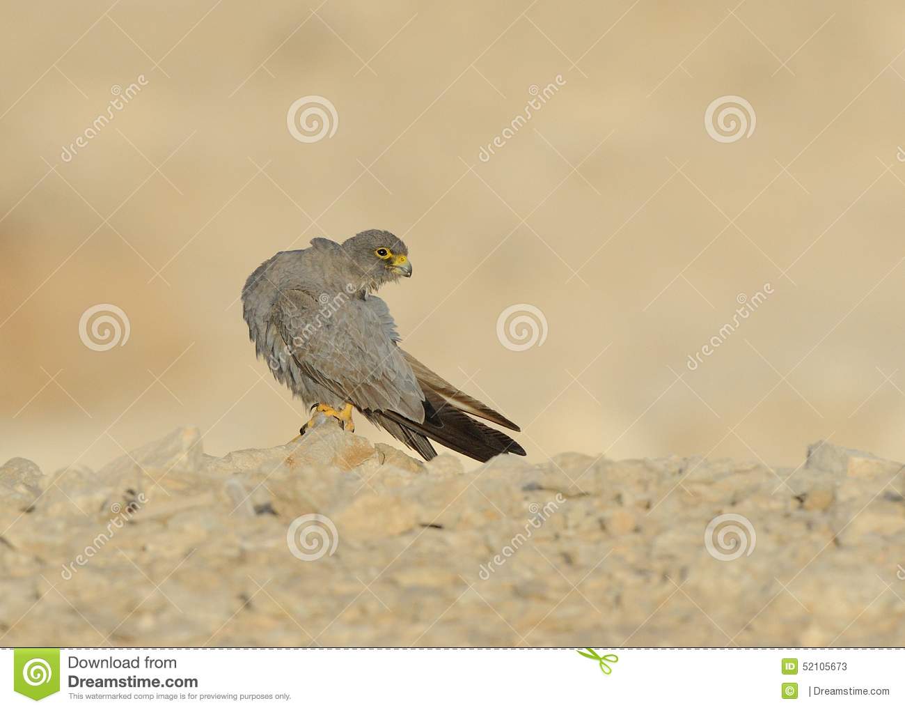 Sooty Falcon Stand On Desert Ground 