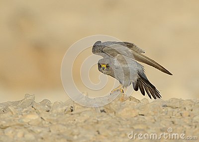 Sooty Falcon Stand On Desert Ground