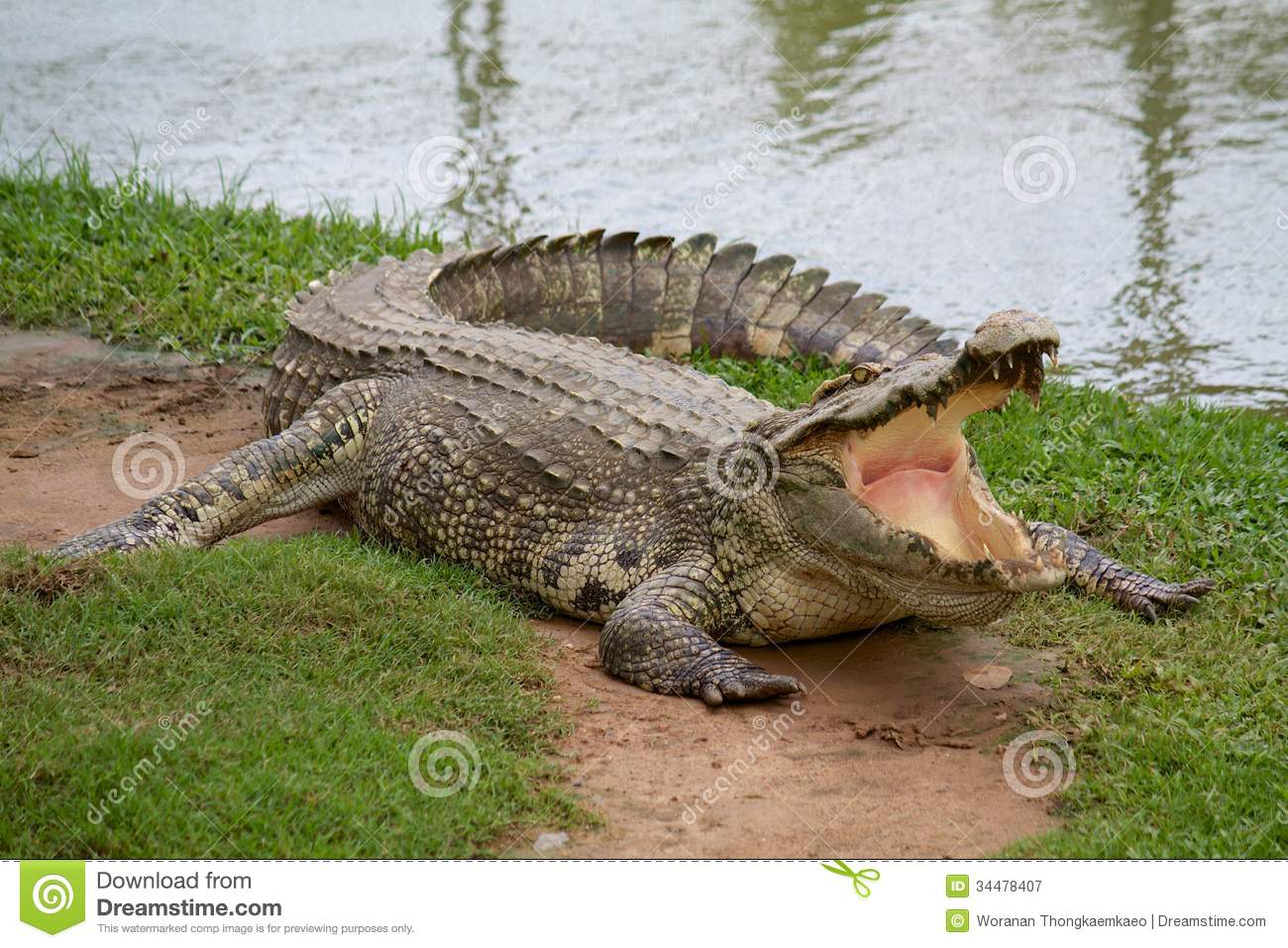 Crocodile With Open Mouth Royalty Free Stock Photography   Image    