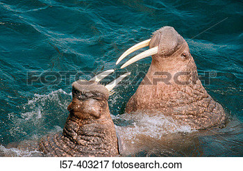 Of Two Walrus Males  Odebenus Rosmarus  Fighting  Round Island  Walrus