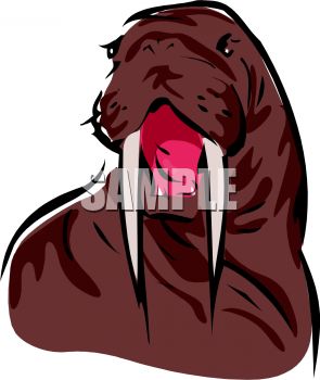 Picture Of A Walrus With His Mouth Open In A Vector Clip Art    
