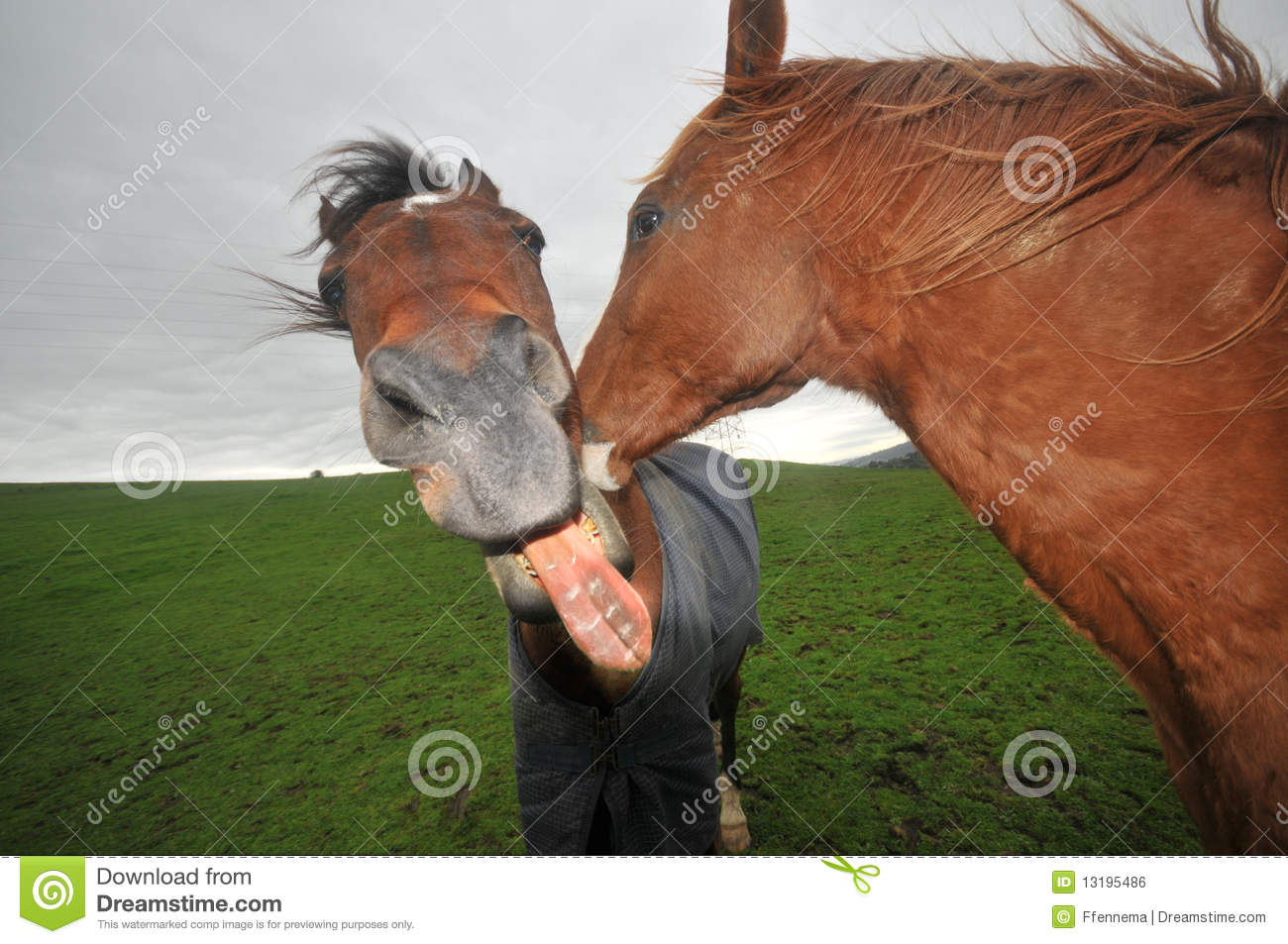 Two Horses Kissing With Mouth Open Royalty Free Stock Image   Image    