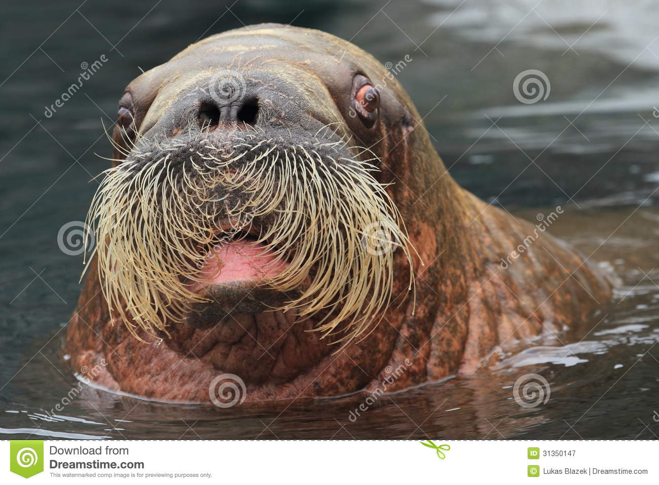 Walrus Royalty Free Stock Photography   Image  31350147
