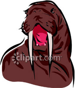 Walrus With Mouth Open   Royalty Free Clipart Picture