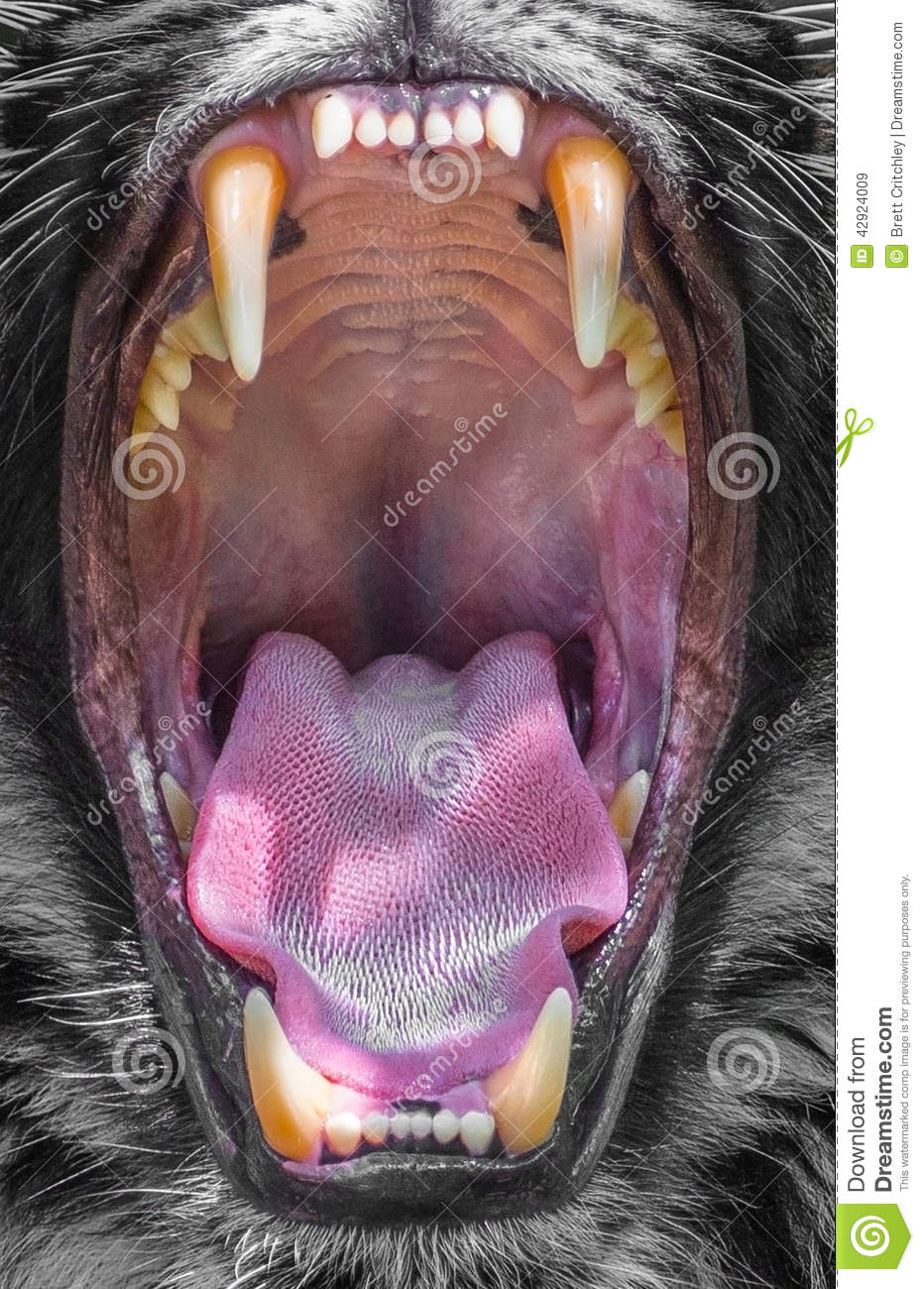Wide Open Tiger   Tigers Mouth Showing Teeth Tongue And Throat
