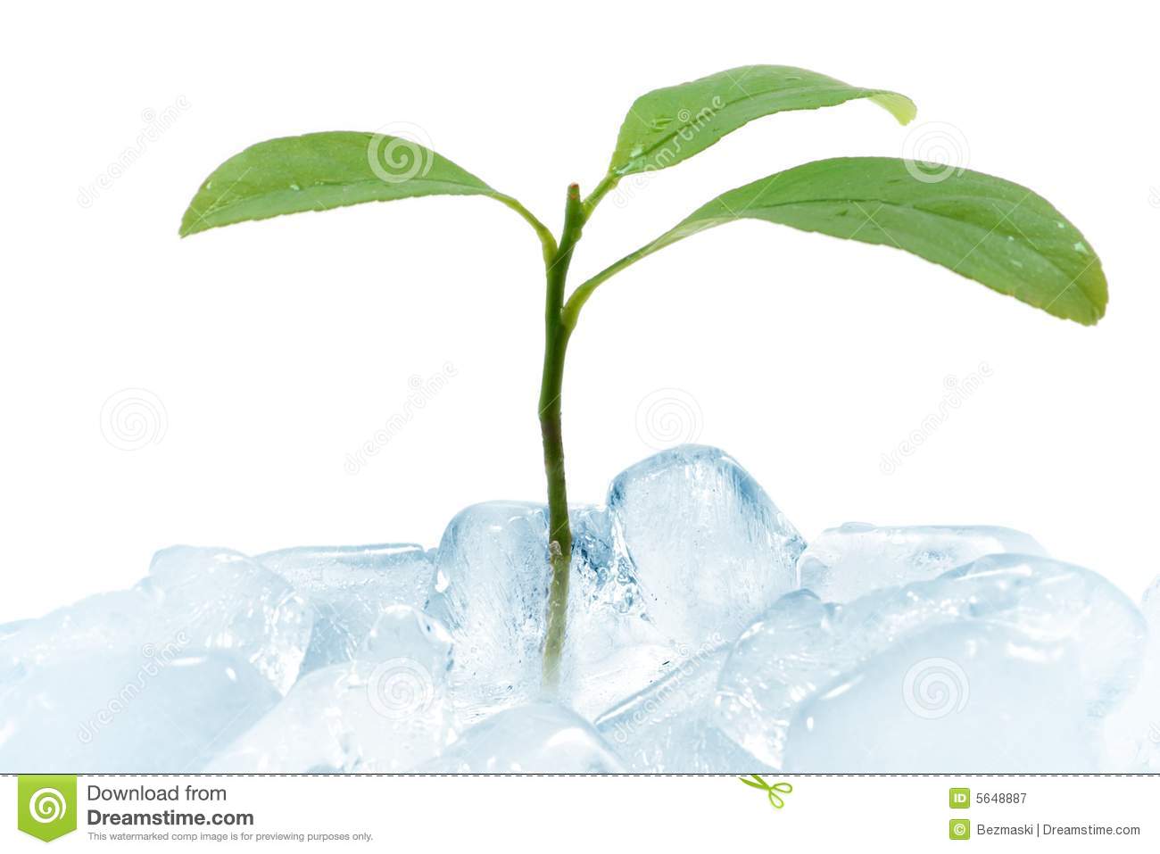 Green Leaf Breaking Ice Royalty Free Stock Photography   Image    