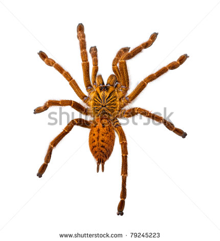 Orange Spider Clipart Huge Hairy Orange Spider