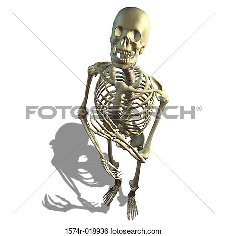 Skeletal System Clipart High Angle View Of