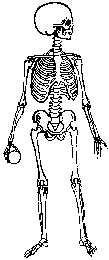 Skeletal System Clipart Page 1