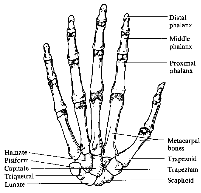 Skeletal System Clipart Page 1