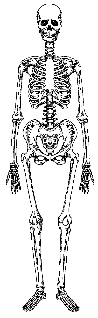 Skeletal System Clipart Replace Image