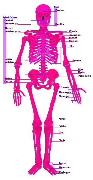 Skeleton System Multiply Copy Clipart Picture Human Skeleton System    