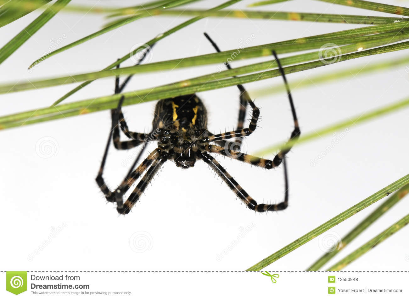 Spider Hairy Royalty Free Stock Photos   Image  12550948