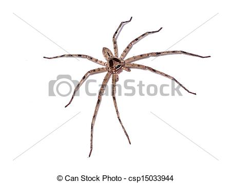 Stock Photo   Hairy House Spider  Tegenaria Domesticus  On White