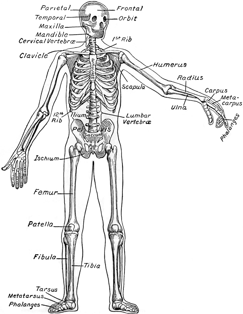 The Human Skeleton   Clipart Etc