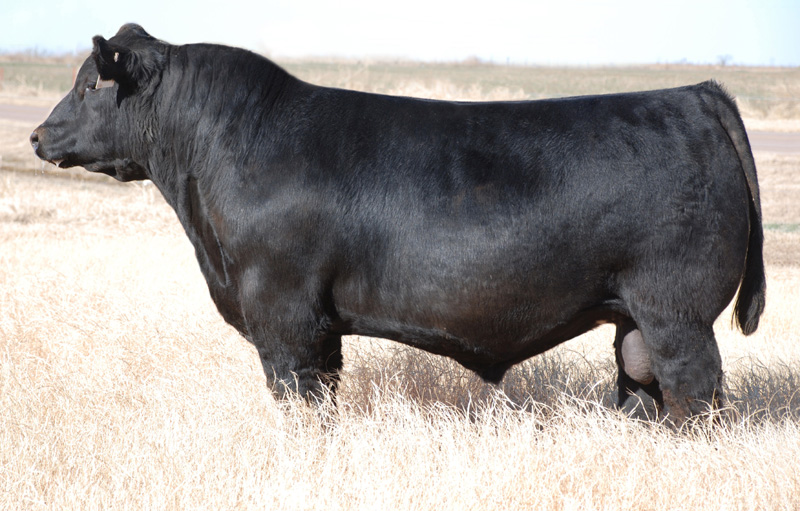 Angus Cattle Clipart Owners  Apex Show Cattle Ne
