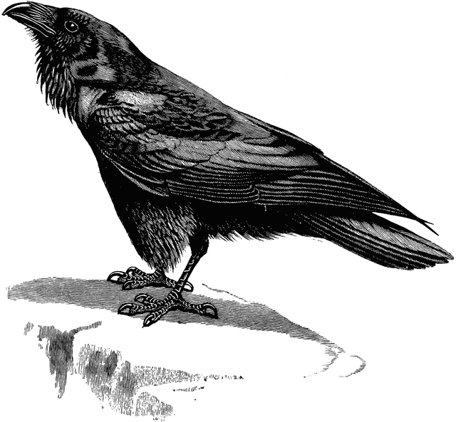 Raven   Clipart Etc