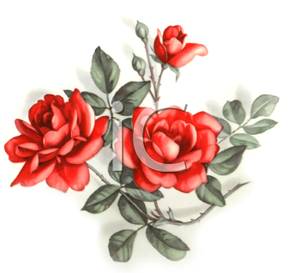 Three Roses Growing On A Rosebush Clipart Image