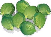 Brussels Sprouts Stock Illustrations  16 Brussels Sprouts Clip Art