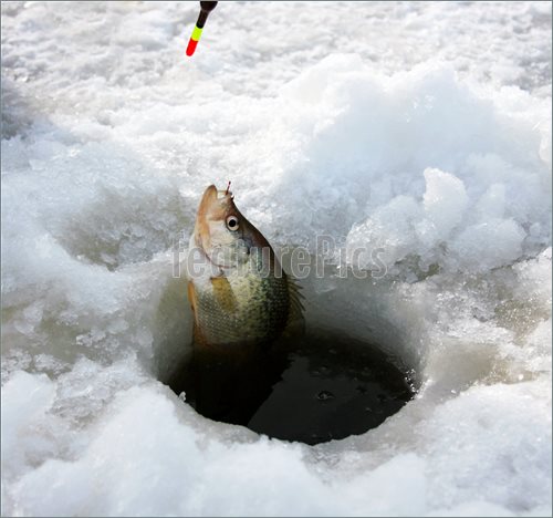 Ice Fishing Hole Clipart Out Of Hole Ice Fishing