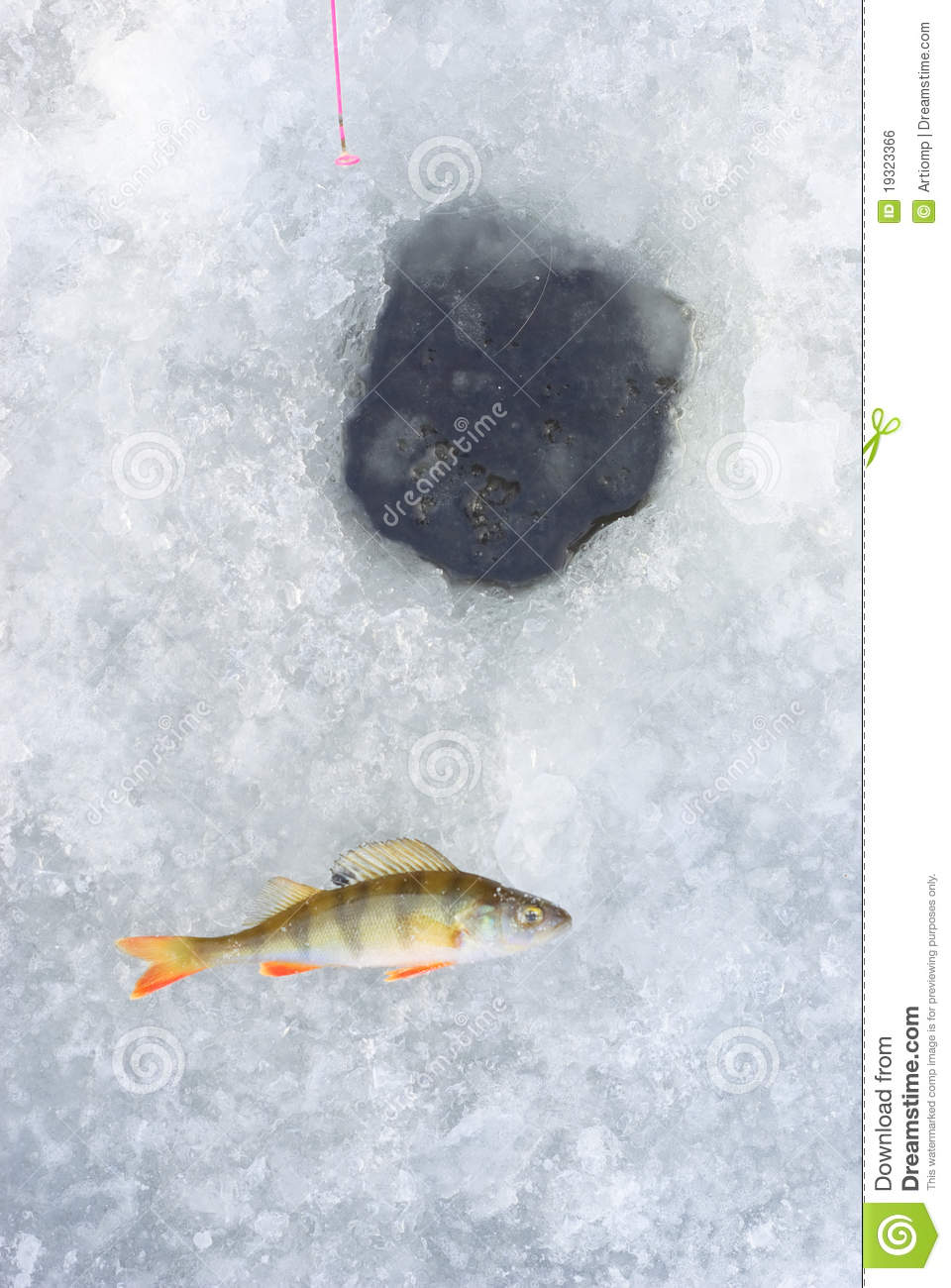 Ice Hole And Perch Fish Royalty Free Stock Image   Image  19323366