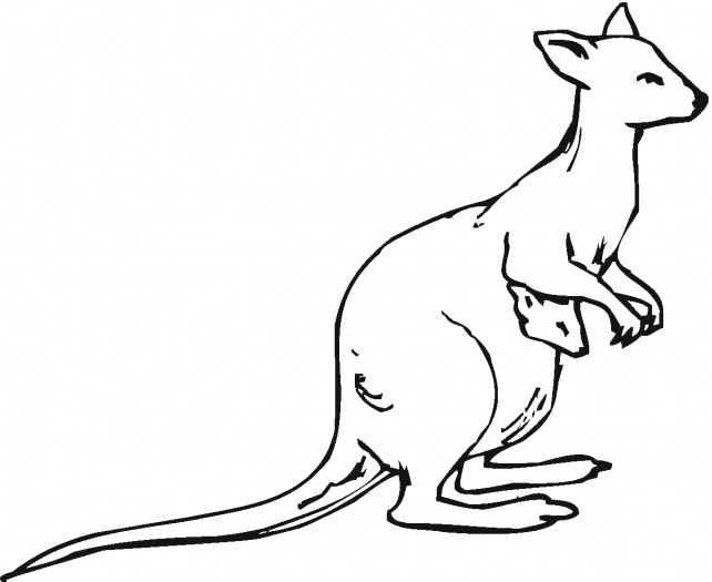 Kangaroo Outline To Colour   Clipart Best