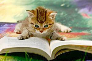 Cat Reading Clipart