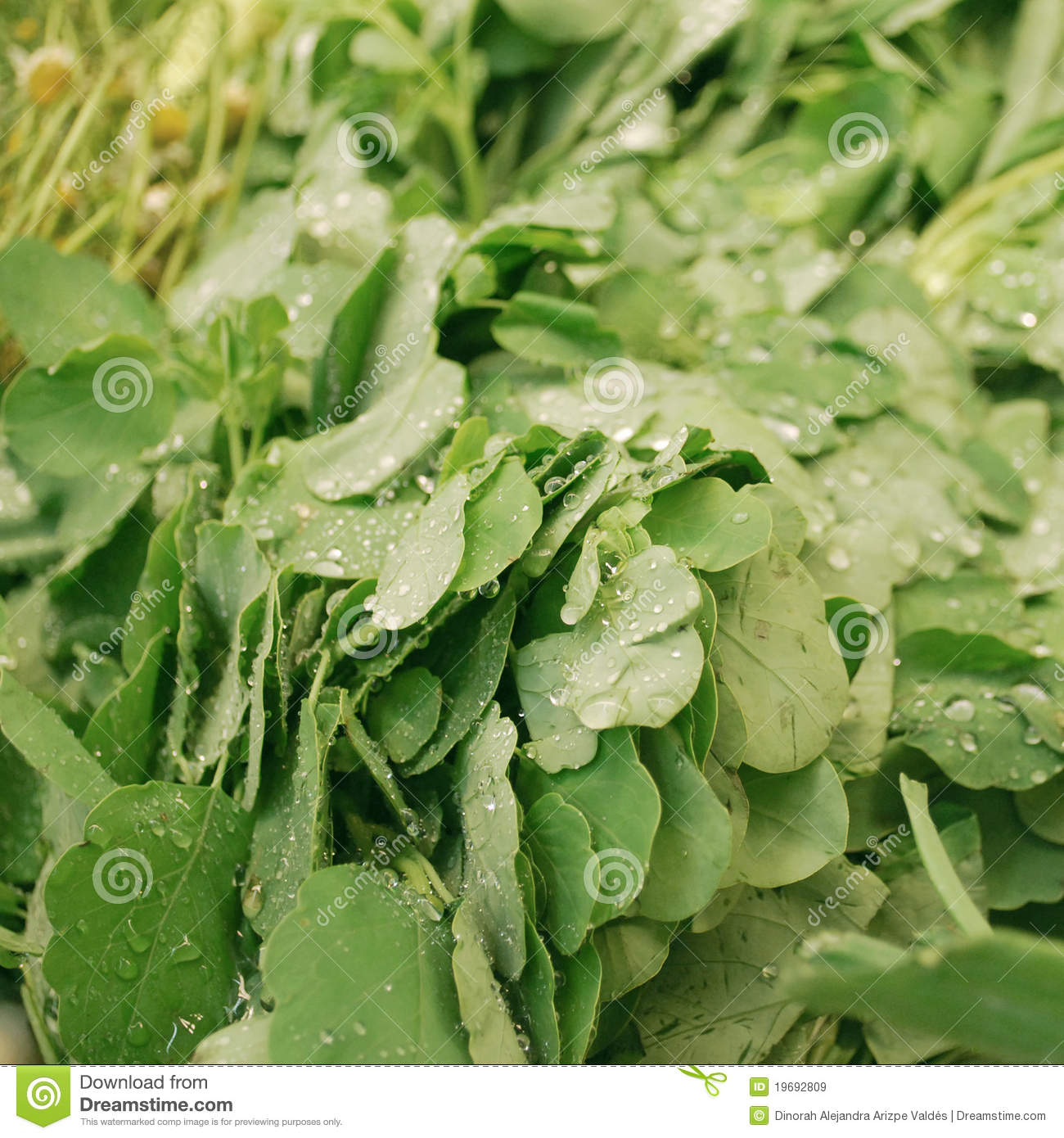 Cooking Herb Royalty Free Stock Images   Image  19692809