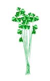Fresh Green Chinese Celery On White Background Royalty Free Stock