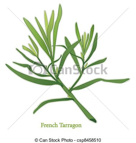 Herb Lance Shaped Leaves Used In Cooking Salads Dressings Herb