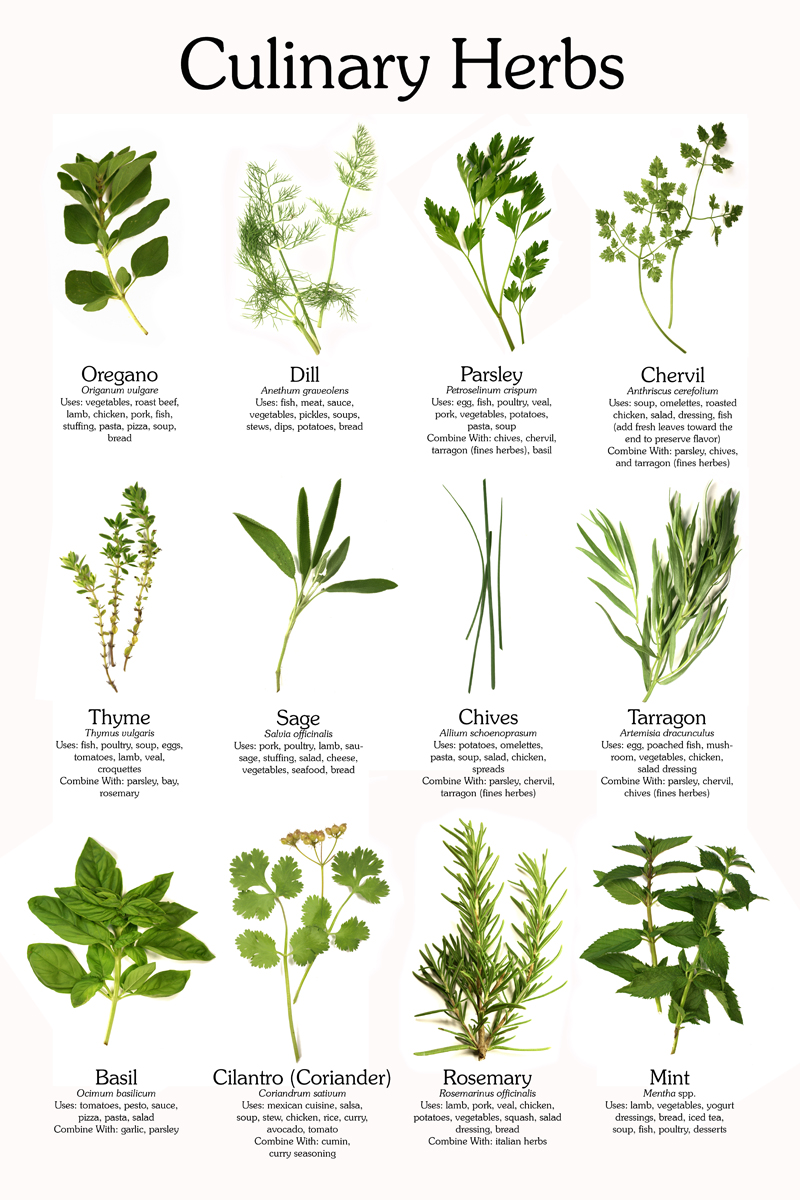 Here Are The Common Culinary Herbs