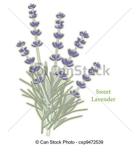Sweet Lavender Herb  Classic Ingredient Of French Cooking Herb Blend