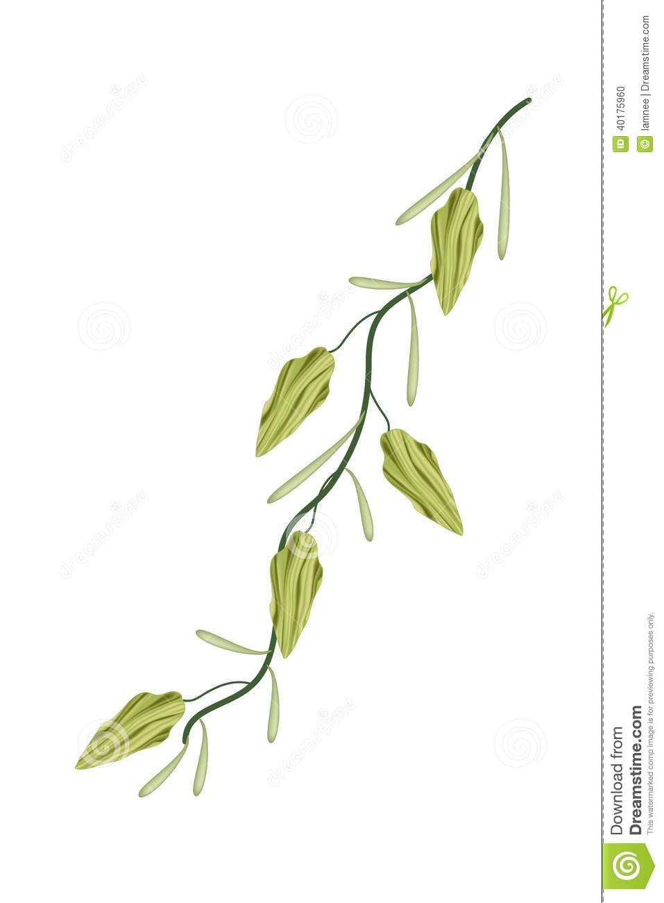 Vegetable And Herb An Illustration Of Fresh Green Cardamom Pods On A
