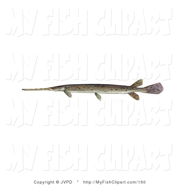 Clip Art Of A Longnosed Longnose Gar Fish  Lepisosteus Osseus    