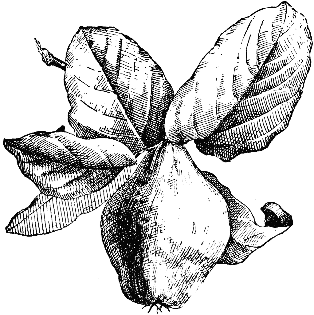 Fruit Of Quince Clipart