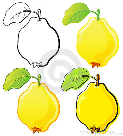 Quince Fruit Set Each In Separated Layer  Vector Illustration In 4
