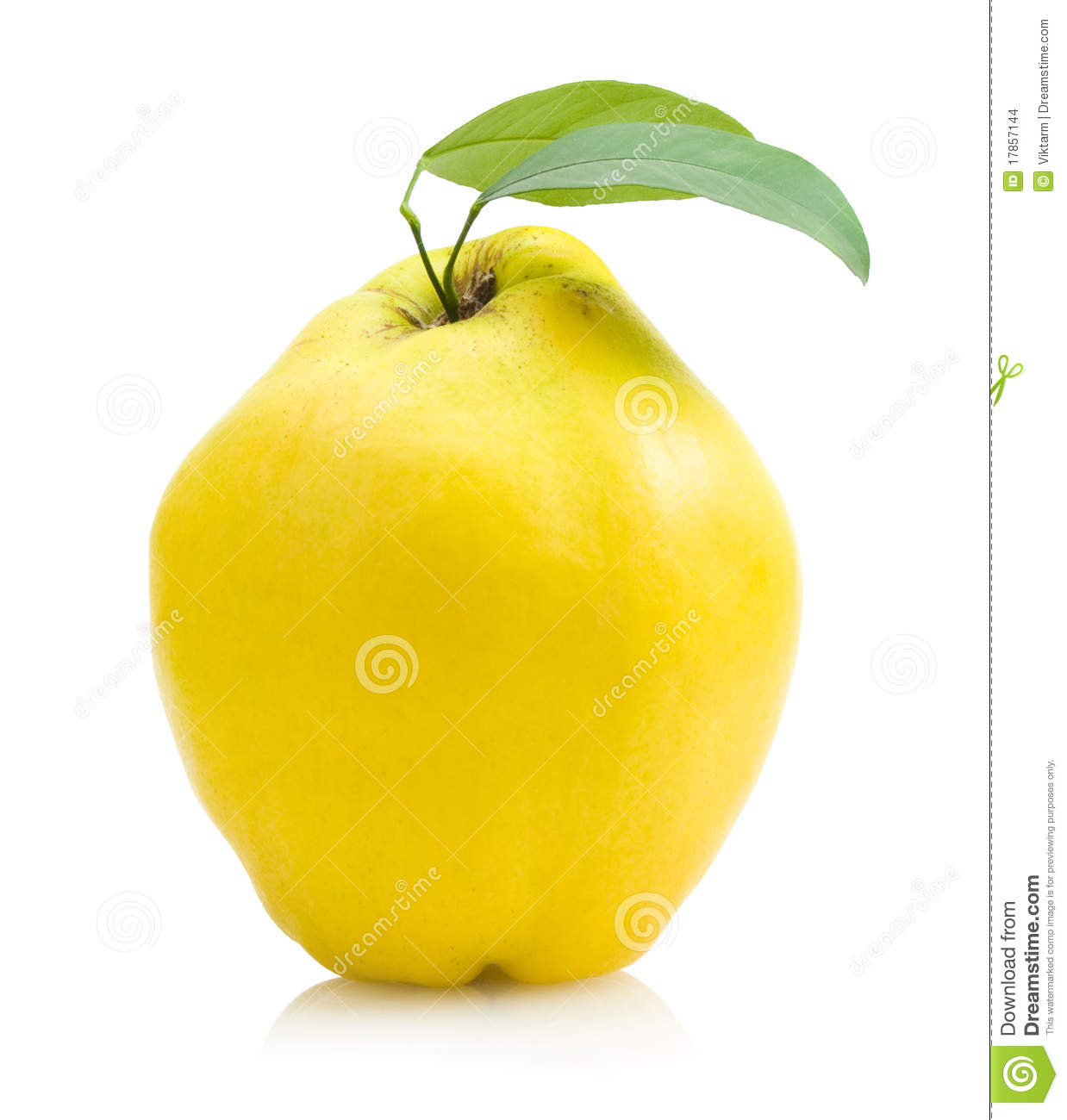 Quince Stock Images   Image  17857144
