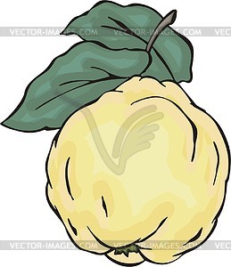 Quince   Vector Clipart