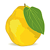 Quince   Vector Clipart