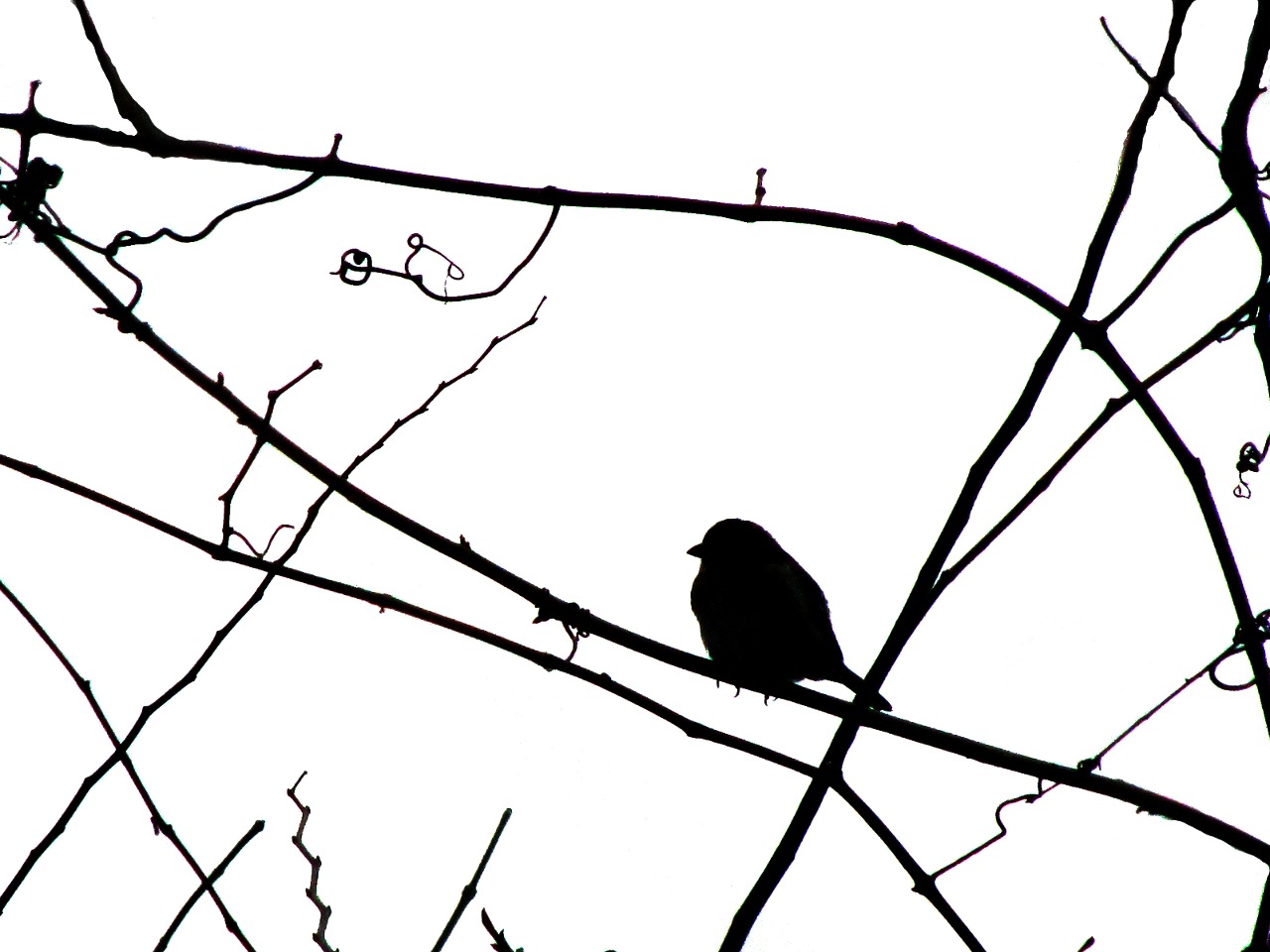 Sparrow Bird Silhouette Clipart   Free Clip Art Images