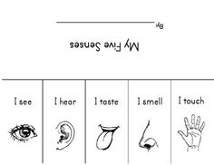     Using The Five Senses  Kindergarten Five Senses Flipbook To Help